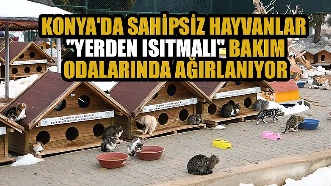 Konya'da sahipsiz sokak hayvanları 'yerden ısıtmalı' bakım odalarında ağırlanıyor