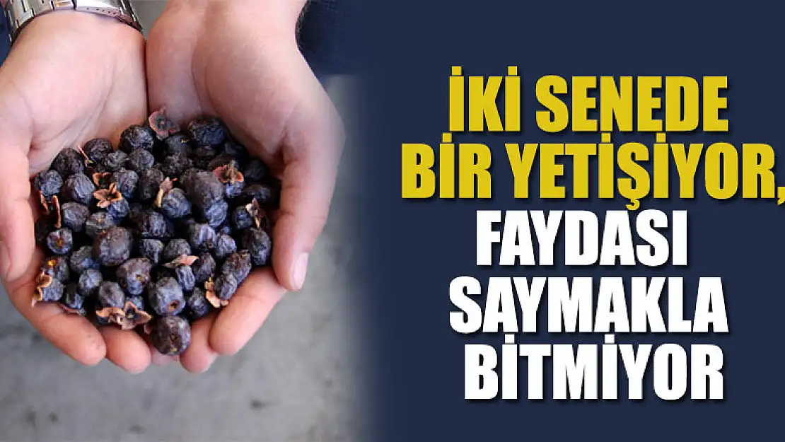 İki senede bir yetişiyor, faydası saymakla bitmiyor