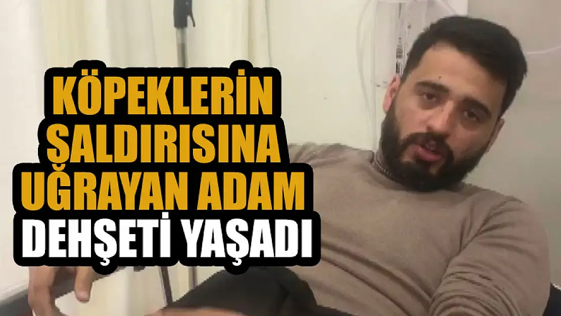 Köpeklerin saldırısına uğrayan adam dehşeti yaşadı