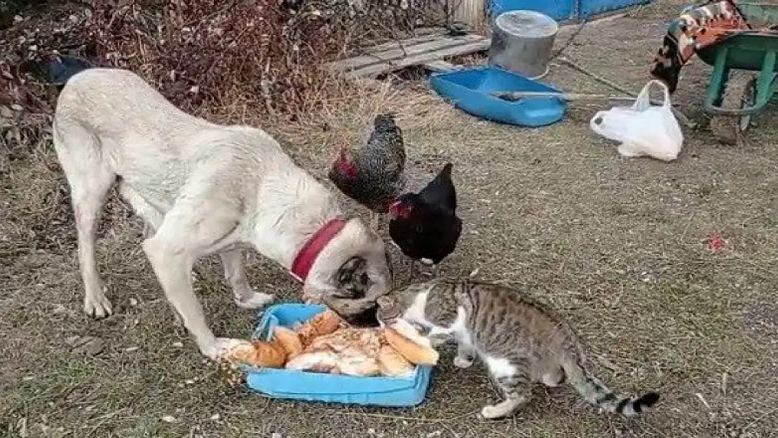 Kangal köpeğinin kediyle dostluğu yürekleri ısıttı