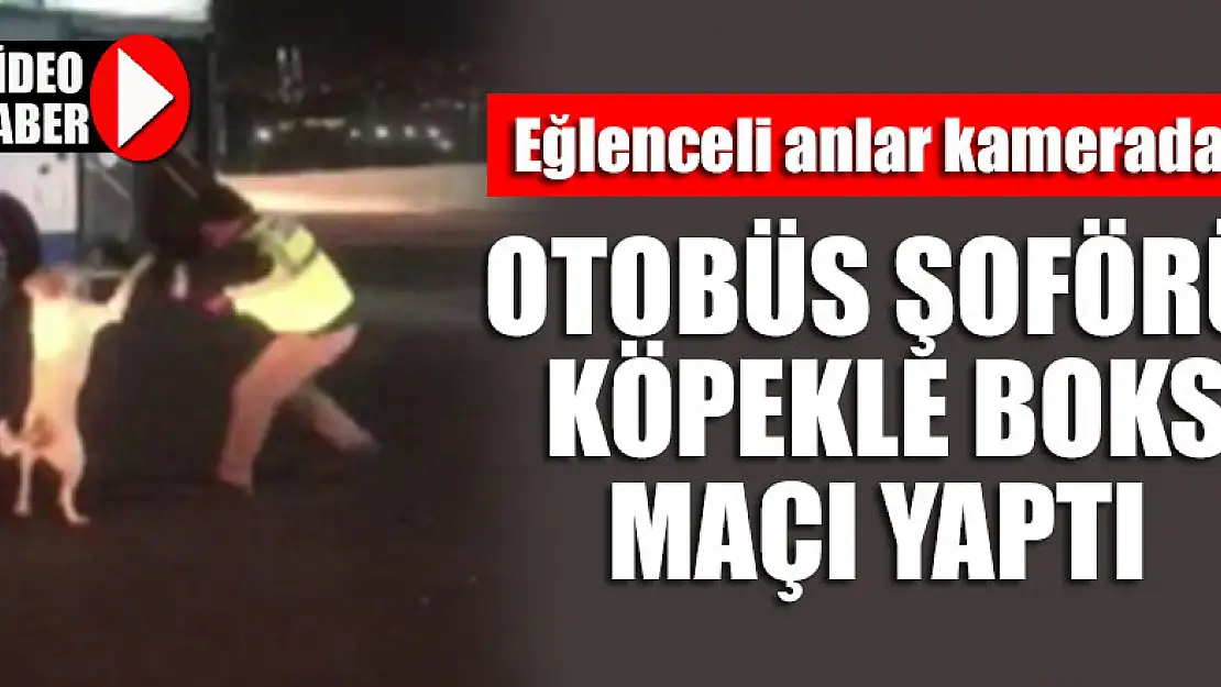 Otobüs şoförü köpekle boks maçı yaptı! Eğlenceli anlar kamerada