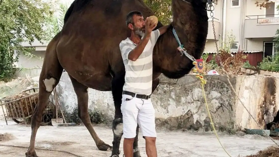 Devenin saldırdığı bir kişi hayatını kaybetti