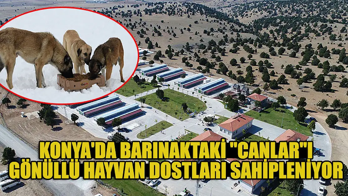 Konya'da barınaktaki 'canlar'ı gönüllü hayvan dostları sahipleniyor