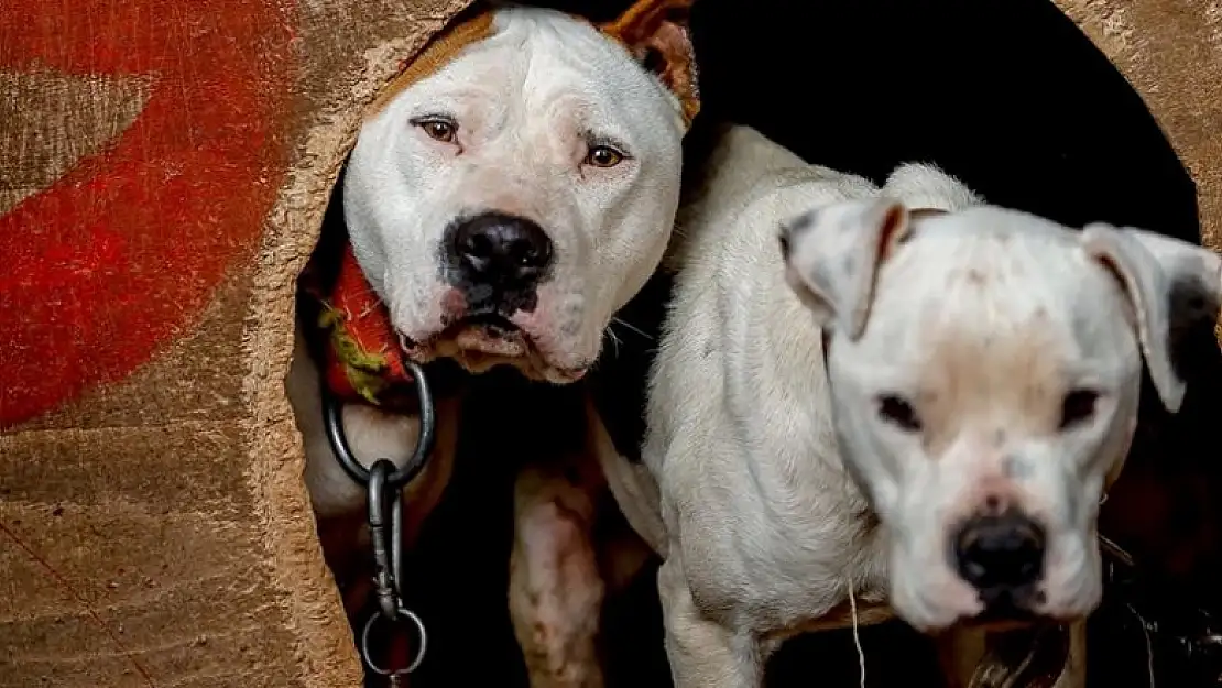 Yasaklı 6 köpek ırkının kayıt altına alınması için yarın son gün