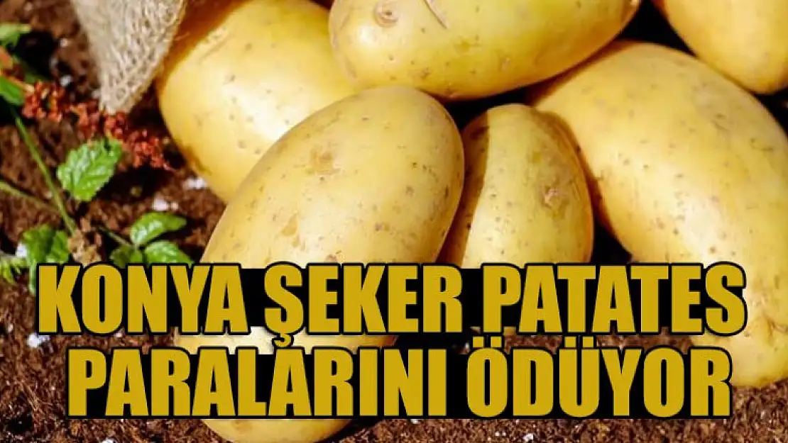 Konya Şeker patates paralarını ödüyor