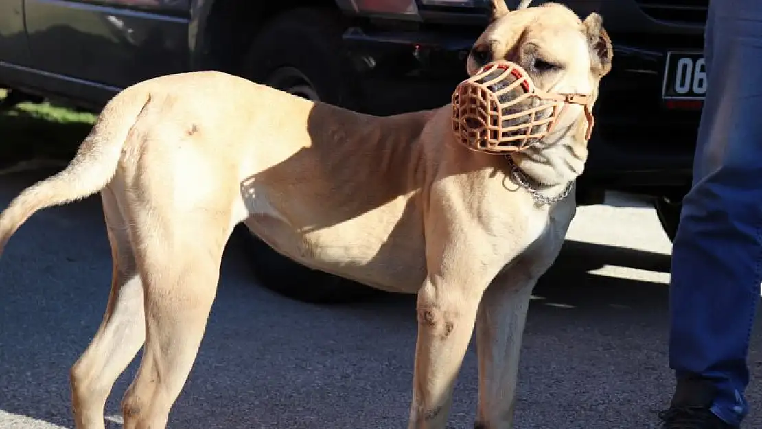 Yasaklı köpek ırkları için son güne girildi