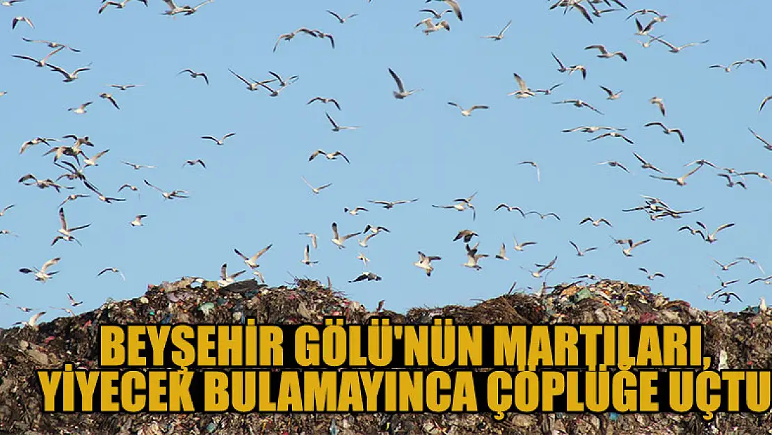 Beyşehir Gölü'nün martıları, yiyecek bulamayınca çöplüğe uçtu