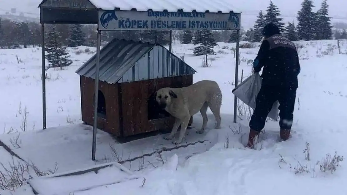 Selçuklu Belediyesi sokak hayvanlarına yem ve mama bırakıyor