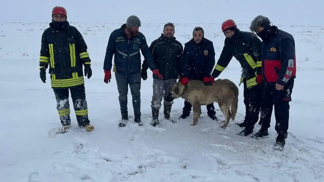 Konya'da sürüye saldıran kurtları kovalarken kuyuya düşen köpek kurtarıldı