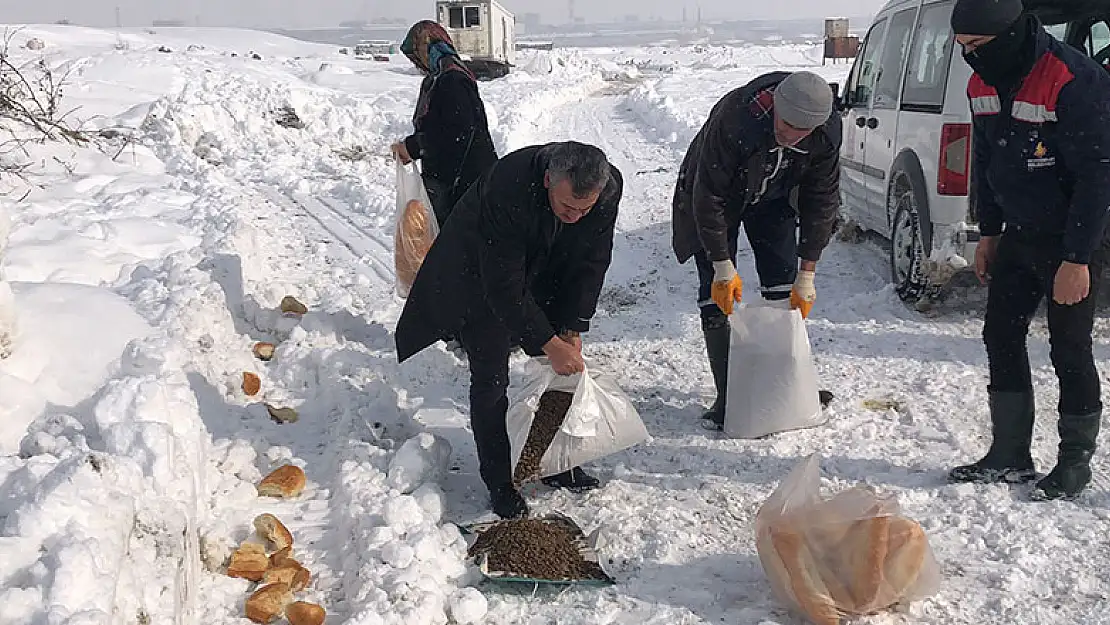 Seydişehir'de sokak hayvanları için doğaya hazır mama bırakıldı