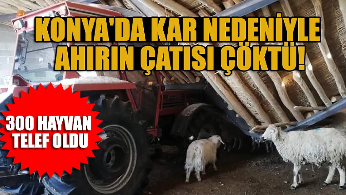 Konya'da kar nedeniyle ahırın çatısı çöktü, 300 hayvan telef oldu