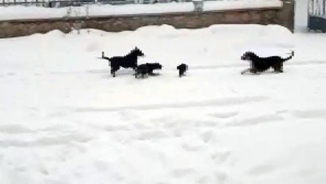 Konya'da kedi ve köpeklerin yiyecek kavgası kamerada