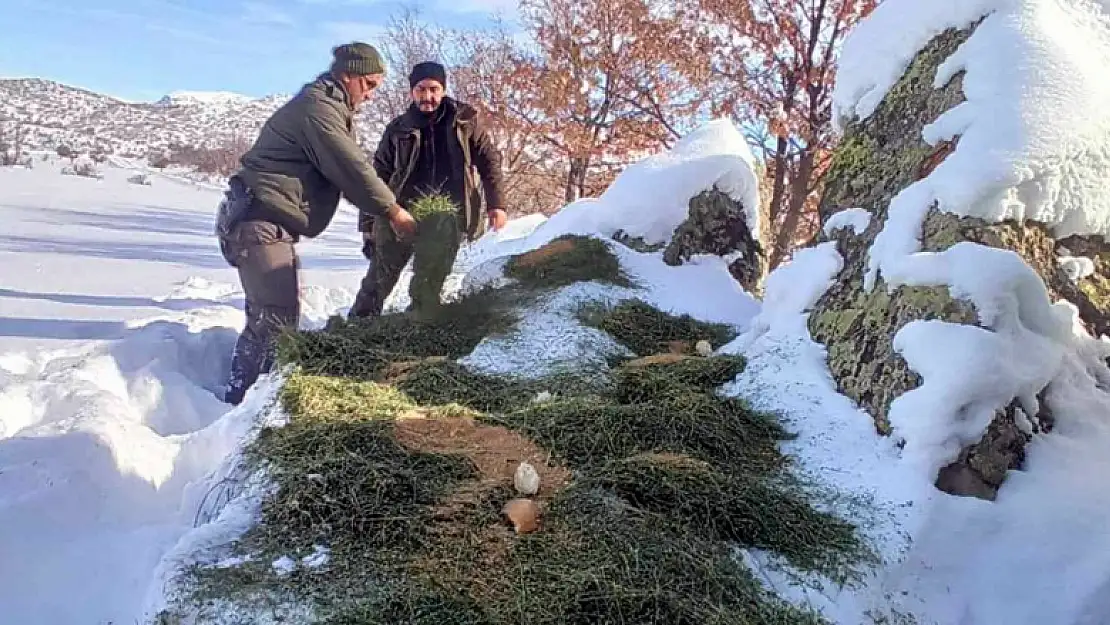 Konya'da yiyecek bulmakta zorlanan yaban hayvanları için doğaya yiyecek takviyesi