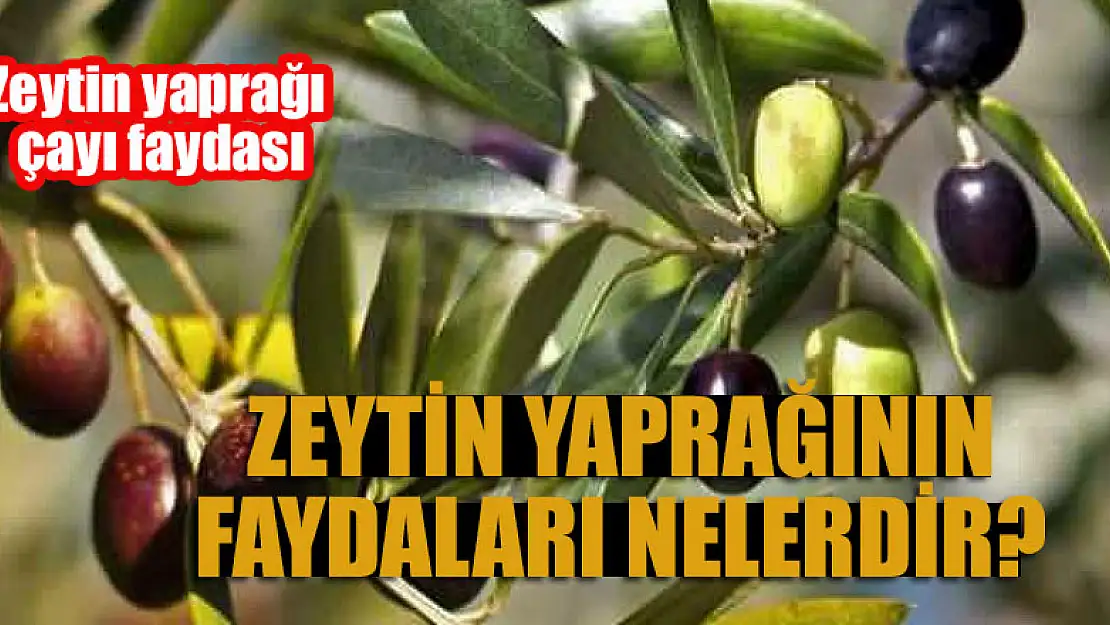 Zeytin yaprağının faydaları nelerdir? Zeytin yaprağı çayı faydası