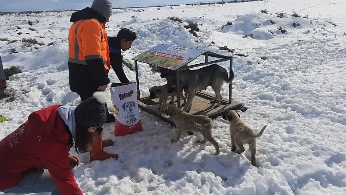 Akşehir'de sahipsiz sokak hayvanları beslenmeye devam ediyor