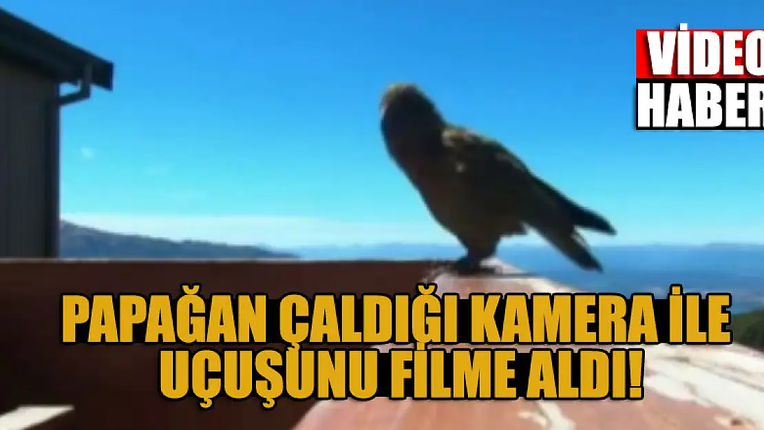 Papağan çaldığı kamera ile uçuşunu filme aldı