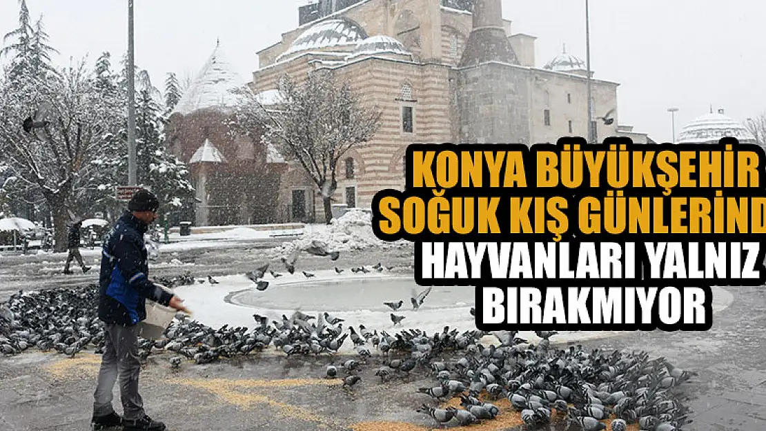 Konya Büyükşehir soğuk kış günlerinde sahipsiz hayvanların yanında