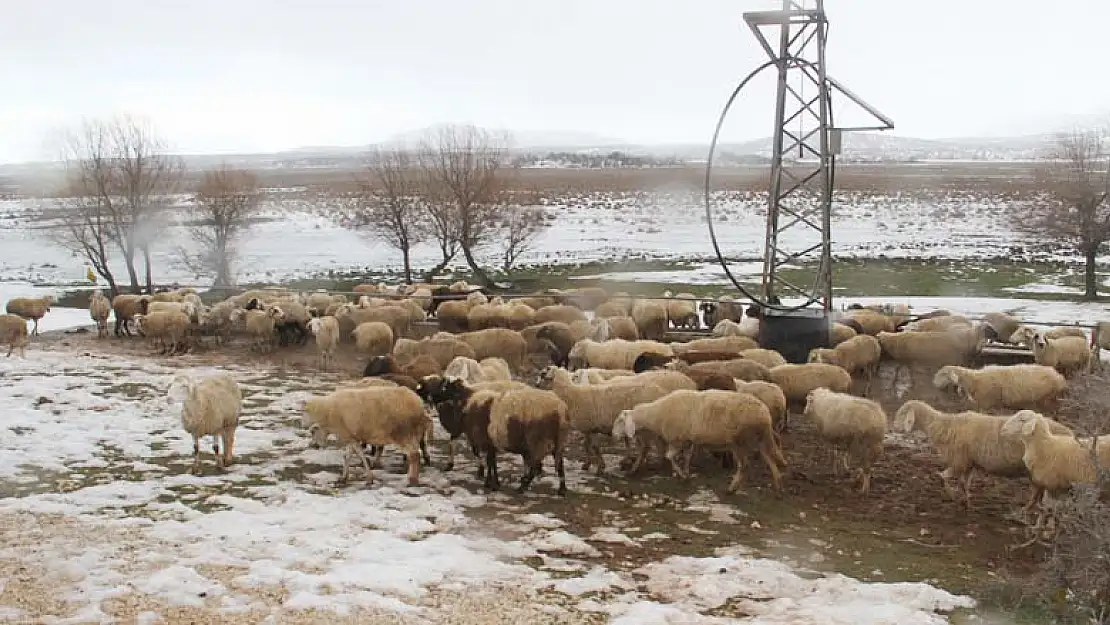 Koyunların içme su ihtiyacı güneş ve rüzgar enerjisinden karşılanıyor