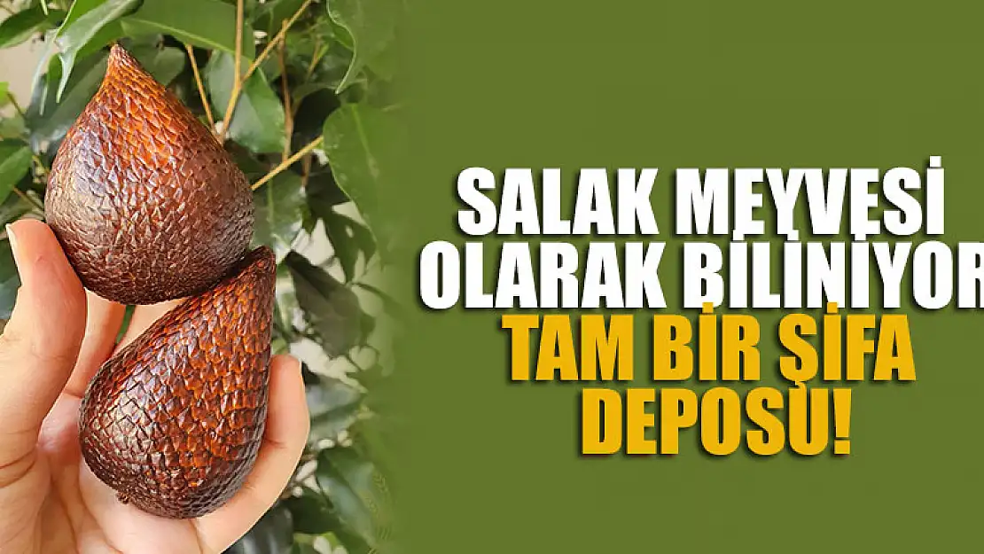 Salak meyvesi olarak biliniyor, tam bir şifa deposu!