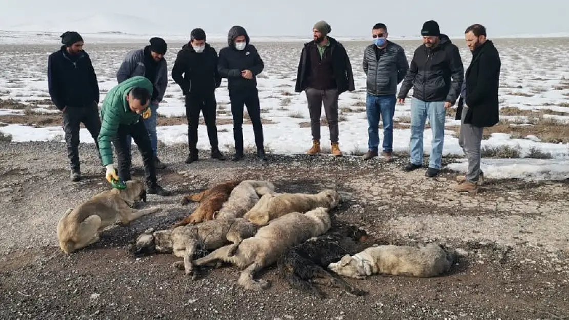 Konya'da 7 sokak köpeği ölüsü bulundu