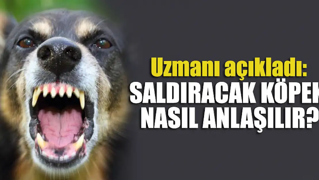 Uzmanı açıkladı, saldıracak köpek nasıl anlaşılır?