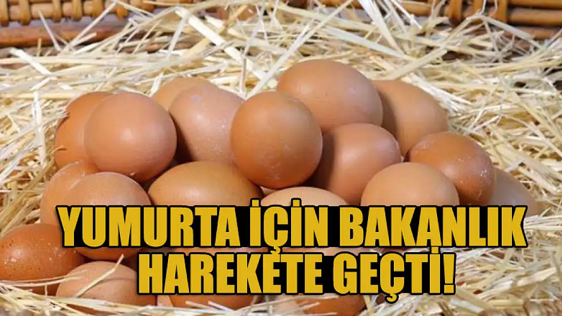 Yumurta için bakanlık harekete geçti!