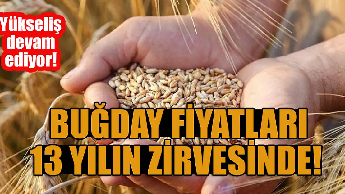 Yükseliş devam ediyor! Buğday fiyatları 13 yılın zirvesinde