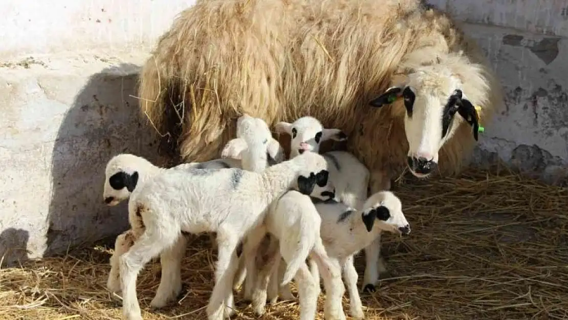 Üç koyun beşiz yavruladı