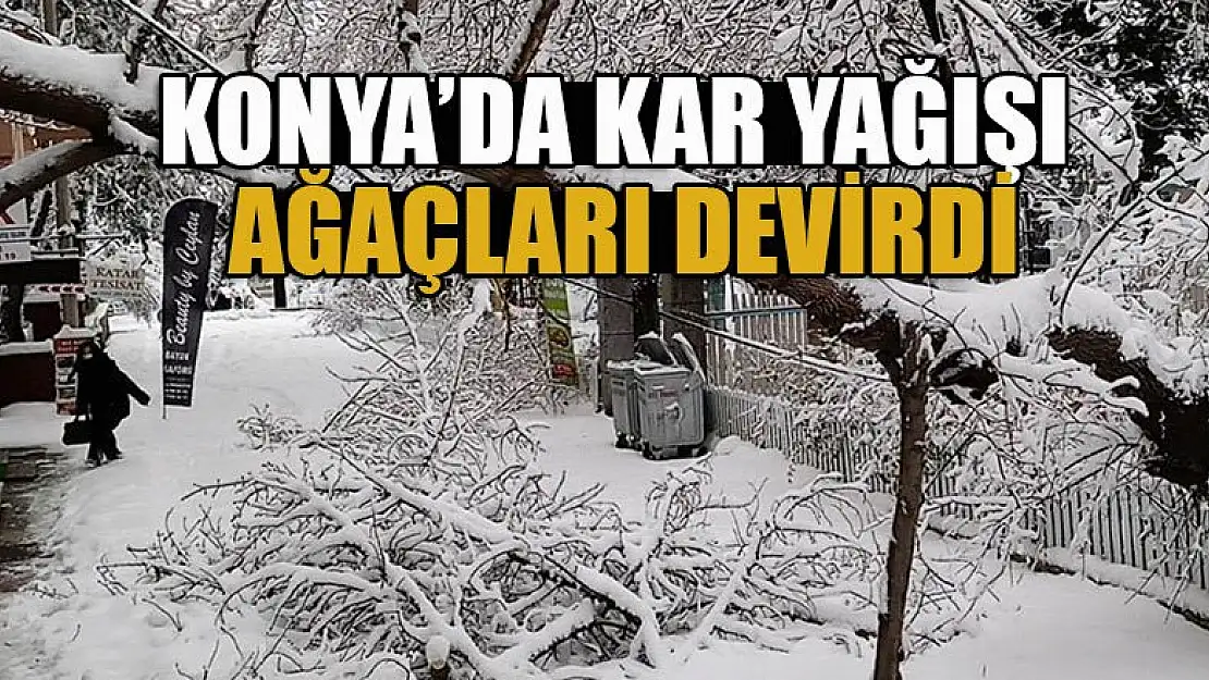 Konya'da kar yağışı ağaçları devirdi