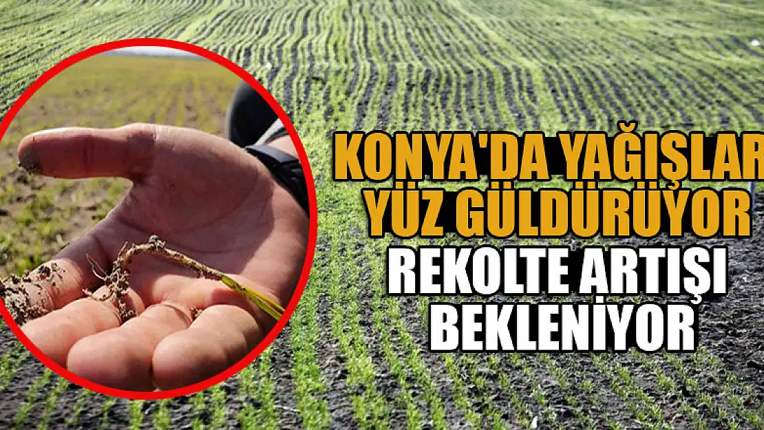 Konya'da yağışlar yüz güldürüyor, rekolte artışı bekleniyor