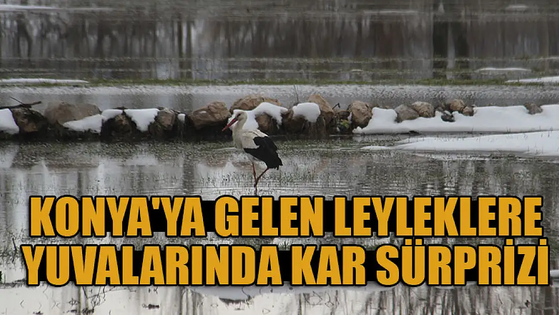 Konya'ya gelen leyleklere yuvalarında kar sürprizi