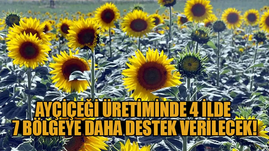 Ayçiçeği üretiminde 4 ilde 7 bölgeye daha destek verilecek