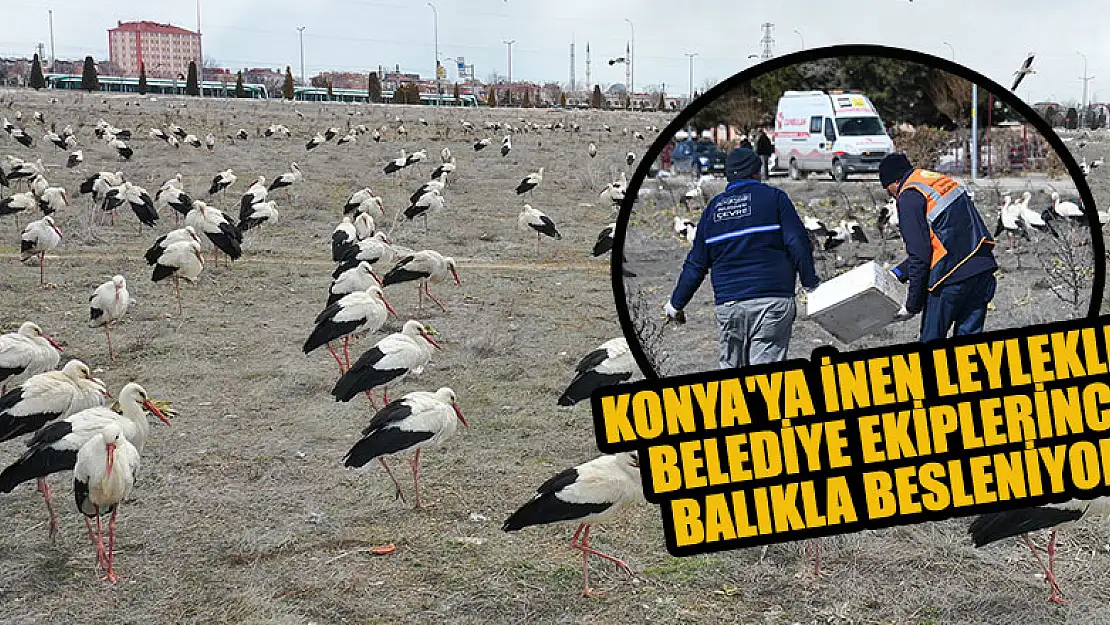 Konya'ya inen leylekler belediye ekiplerince balıkla besleniyor