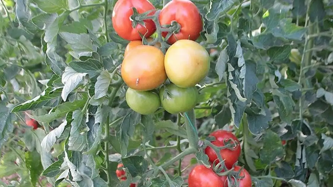 Rusya'ya sebze meyve ihracatında nakliye sorununa çözüm aranıyor