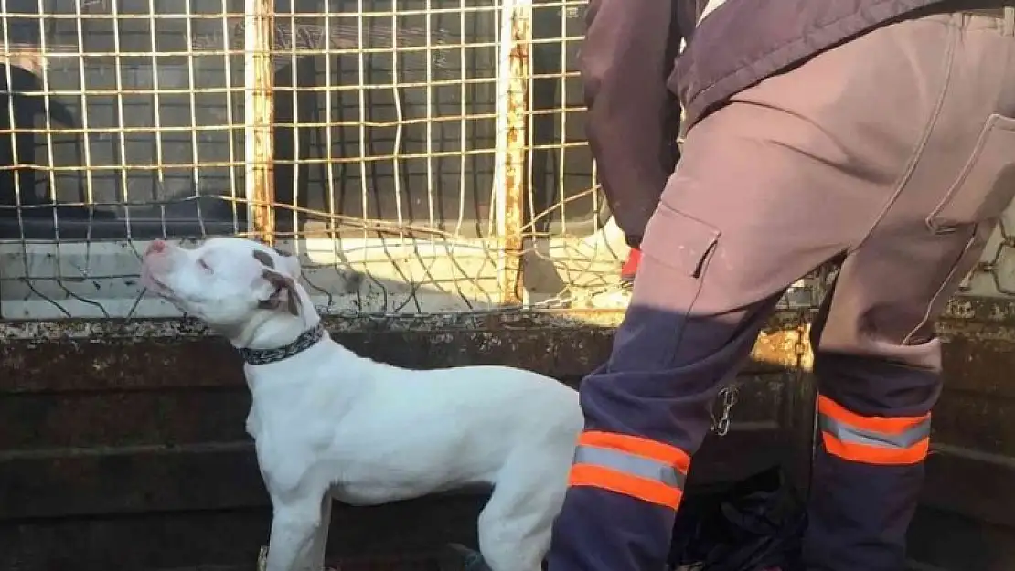 Konya'da başıboş pitbull cinsi köpek yakalanarak barınağına götürüldü