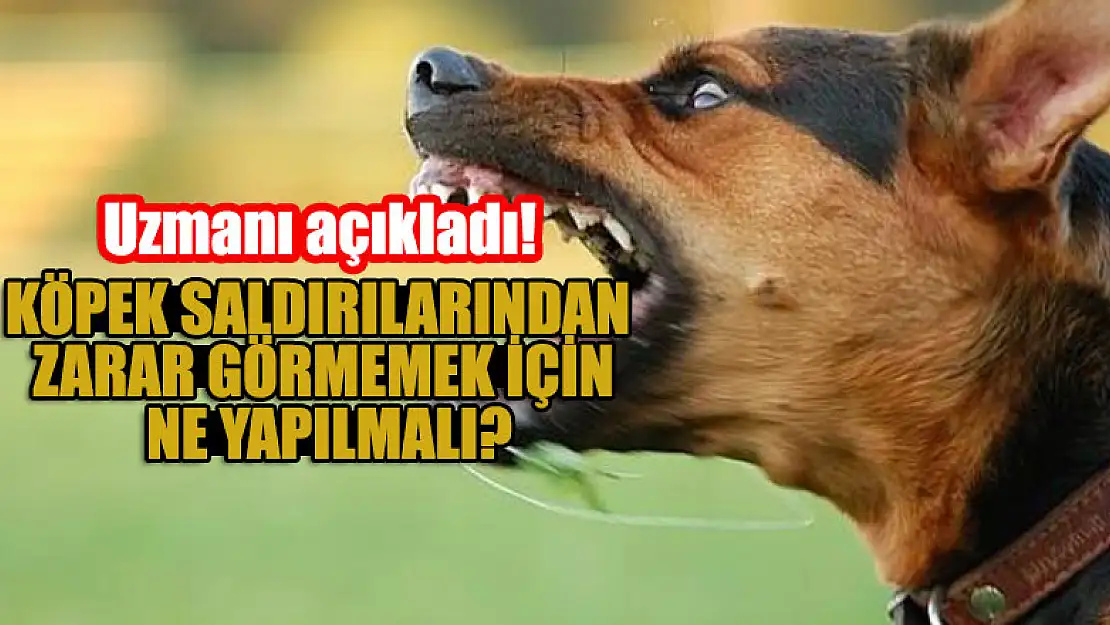 Uzmanı açıkladı! Köpek saldırılarından zarar görmemek için  ne yapılmalı?