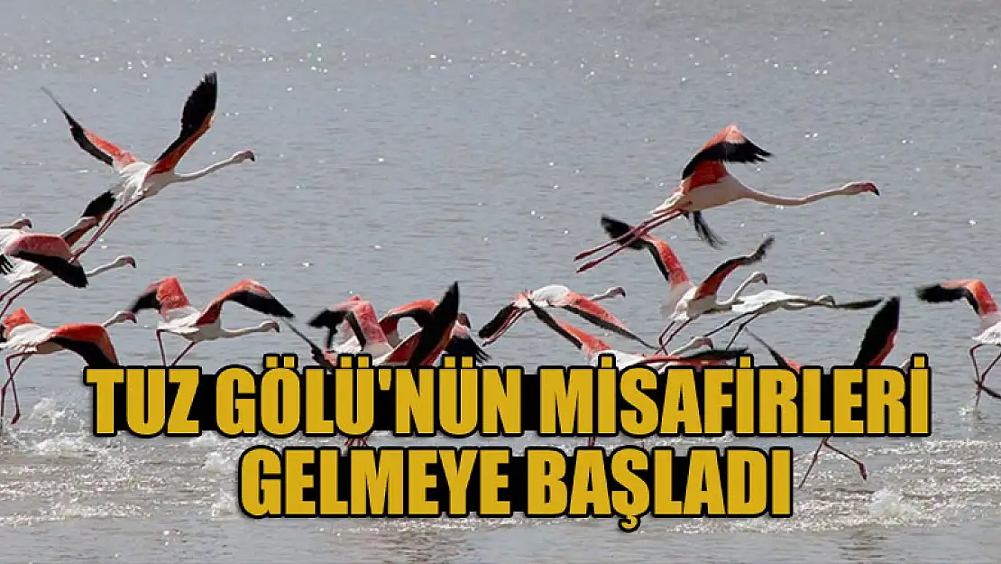 Tuz Gölü'nün misafirleri flamingolar gelmeye başladı