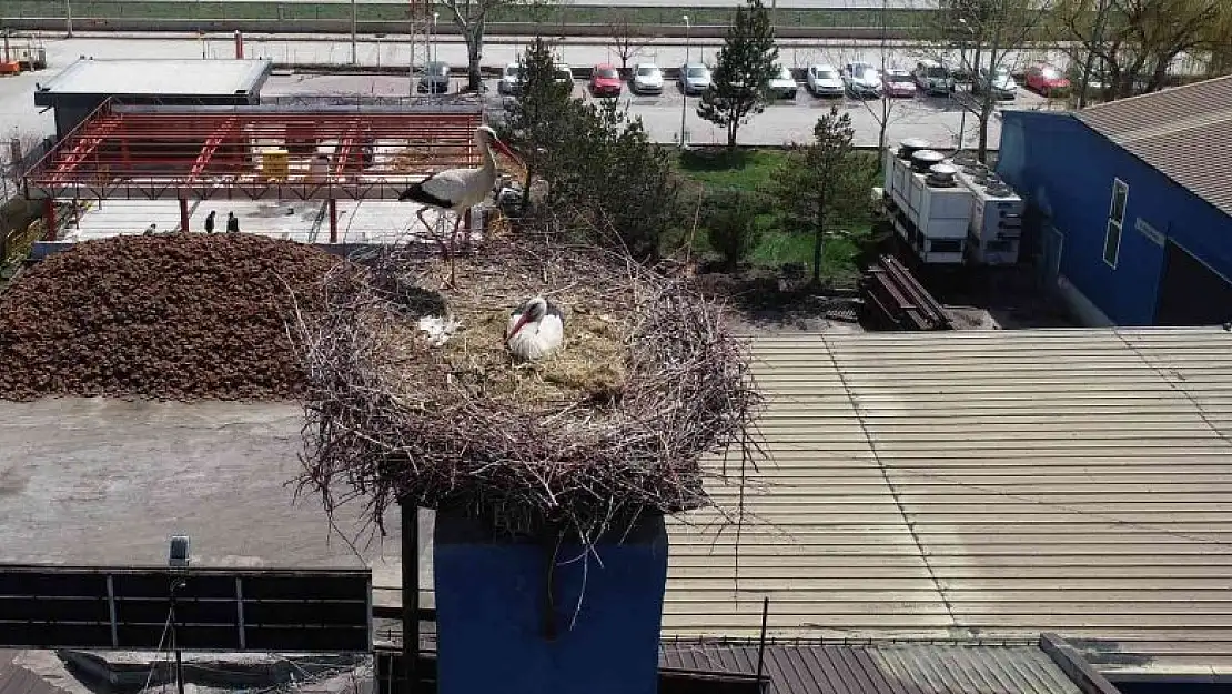 Leylek ailesi yuvasına döndü, fabrika üretime ara verdi