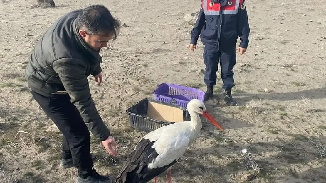 Yaralı halde bulunan leylek doğal ortamına bırakıldı