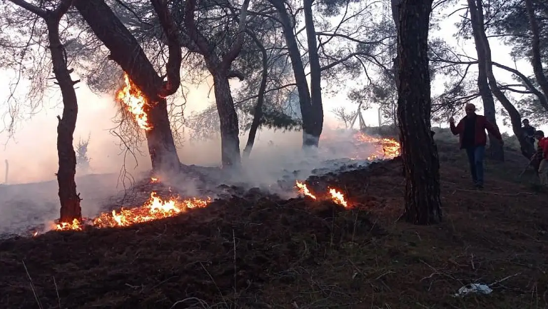 Balıkesir'de gece boyunca çıkan 3 orman yangını söndürüldü