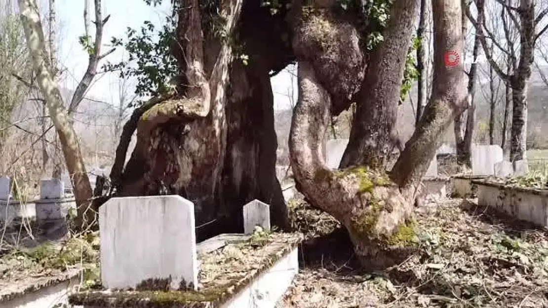 350 yıllık çınar ağacında Allah lafzı