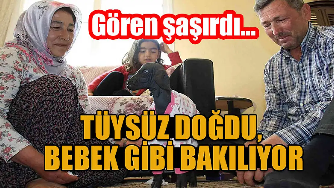 Gören şaşırdı... Tüysüz doğdu, bebek gibi bakılıyor