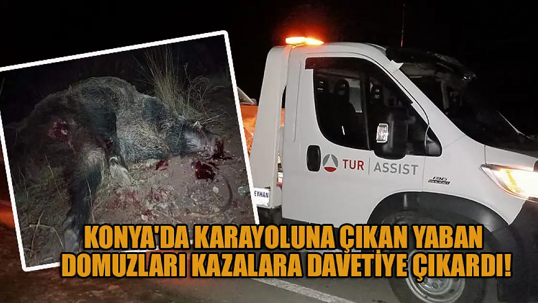 Konya'da karayoluna çıkan yaban domuzları kazalara davetiye çıkardı