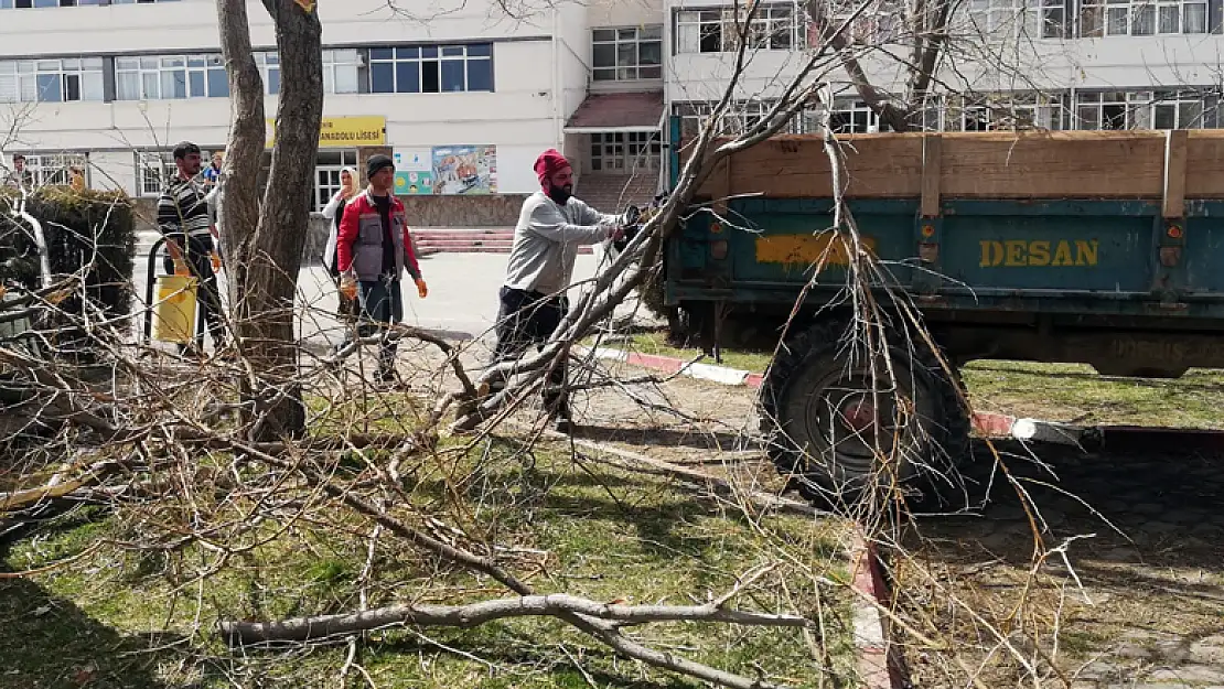 Seydişehir Belediyesi ağaçları buduyor