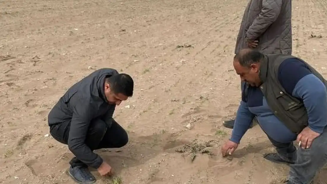 Kulu'da kum fırtınası ekili alanlara zarar verdi