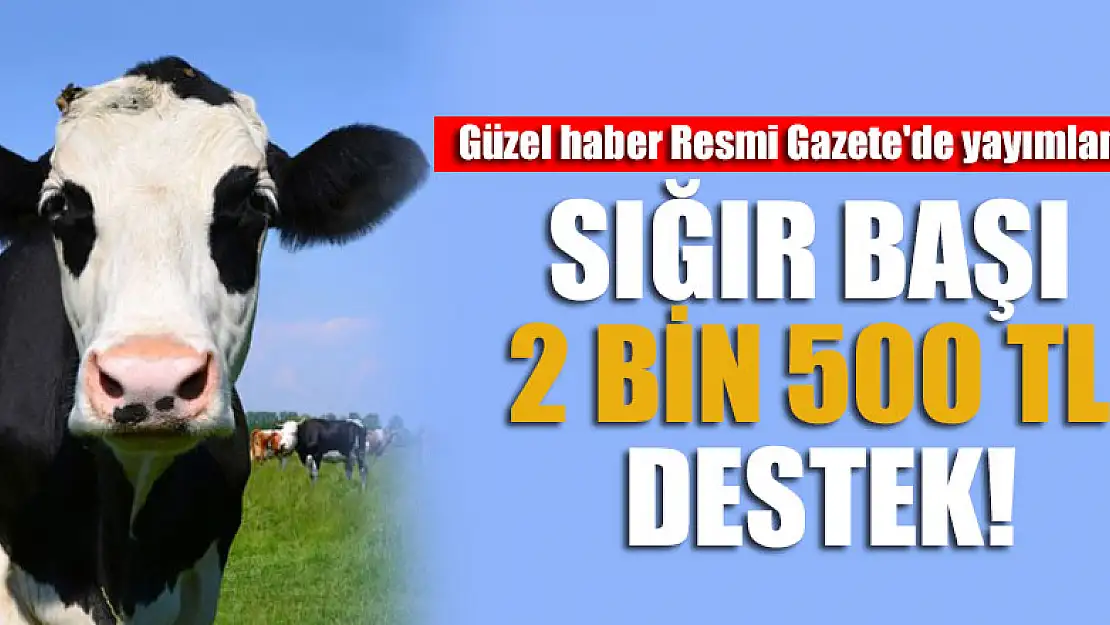 Güzel haber Resmi Gazete'de yayımlandı: Sığır başı 2 bin 500 TL destek!