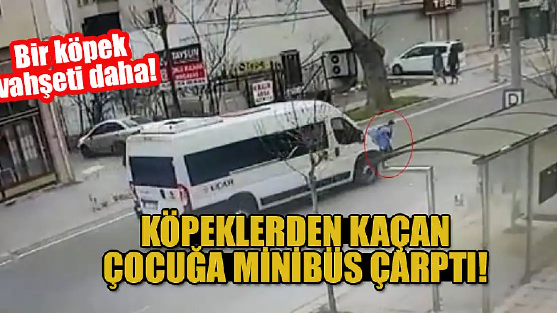 Bir köpek vahşeti daha! Köpeklerden kaçan çocuğa minibüs çarptı!