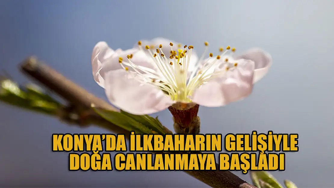 Konya'da ilkbaharın gelişiyle doğa canlanmaya başladı