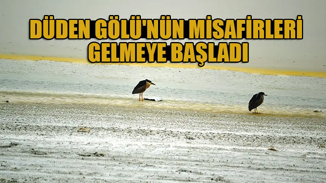 Düden Gölü'nün misafirleri gelmeye başladı