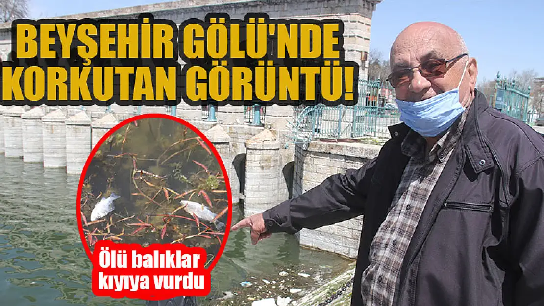 Beyşehir Gölü'nde korkutan görüntü! Ölü balıklar kıyıya vurdu